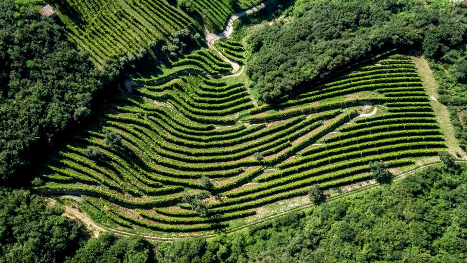 Prosecco Vineyards